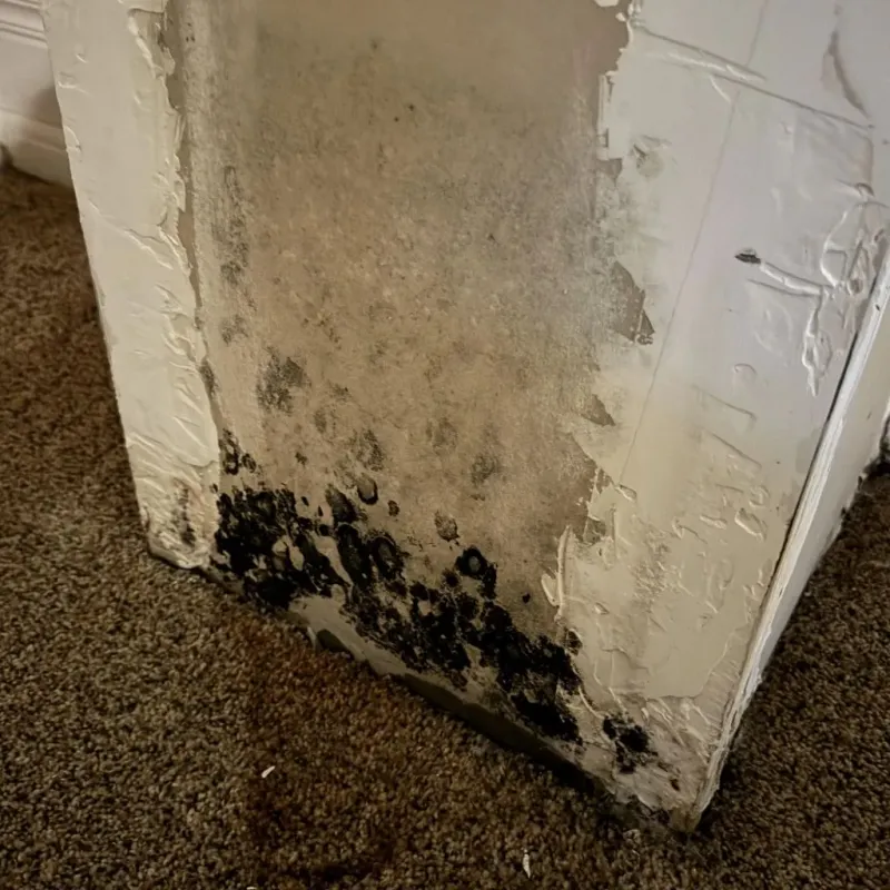 Professional Mold Removal in Angels Camp, CA